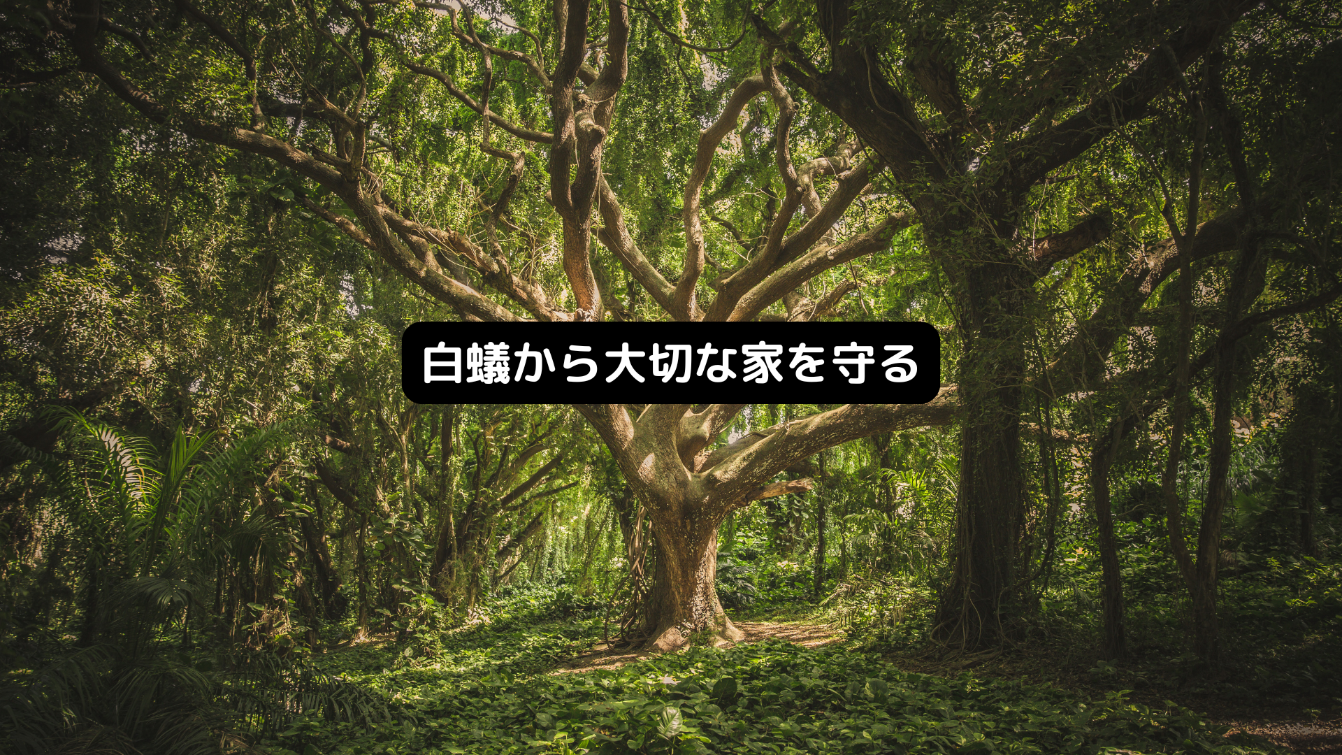 シロアリについて
